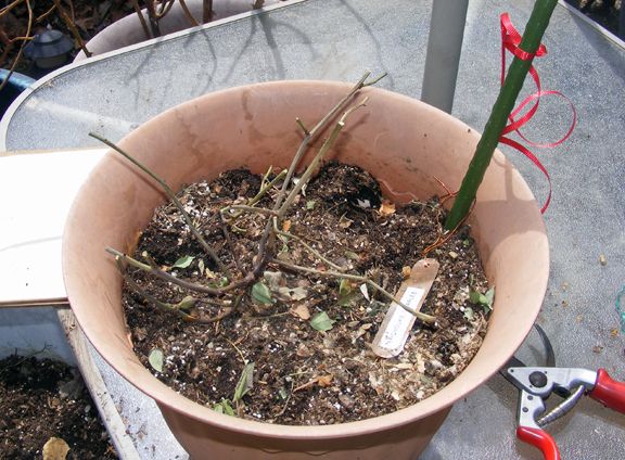 Archduke Charles photo 2014_04240003_zpsb5423268.jpg